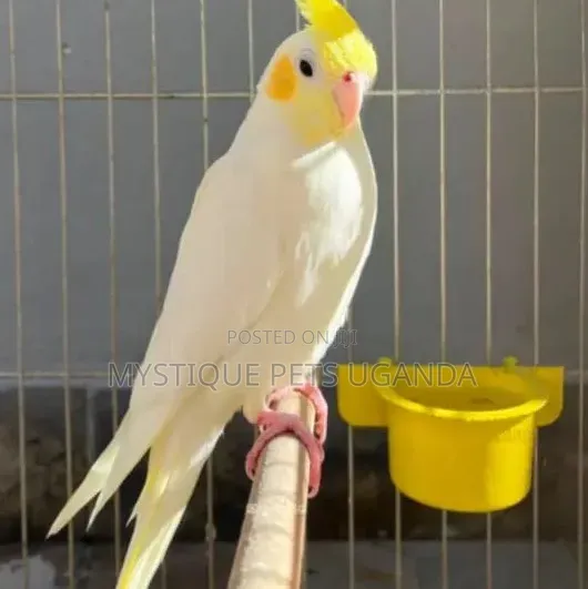 Cockateils Adult