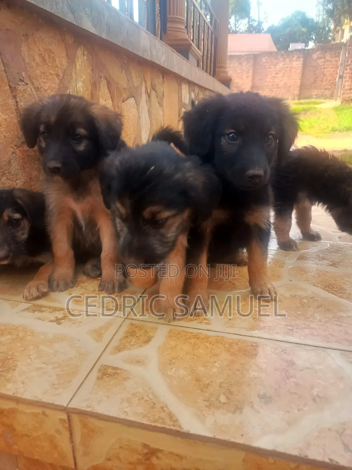 1-3 months Male Purebred German Shepherd