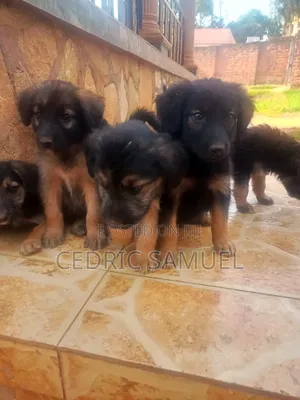 1-3 months Male Purebred German Shepherd