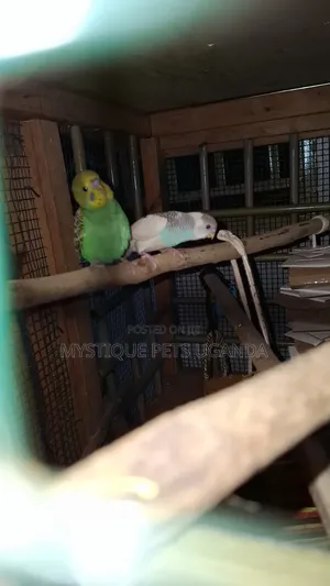 Baby Budgies