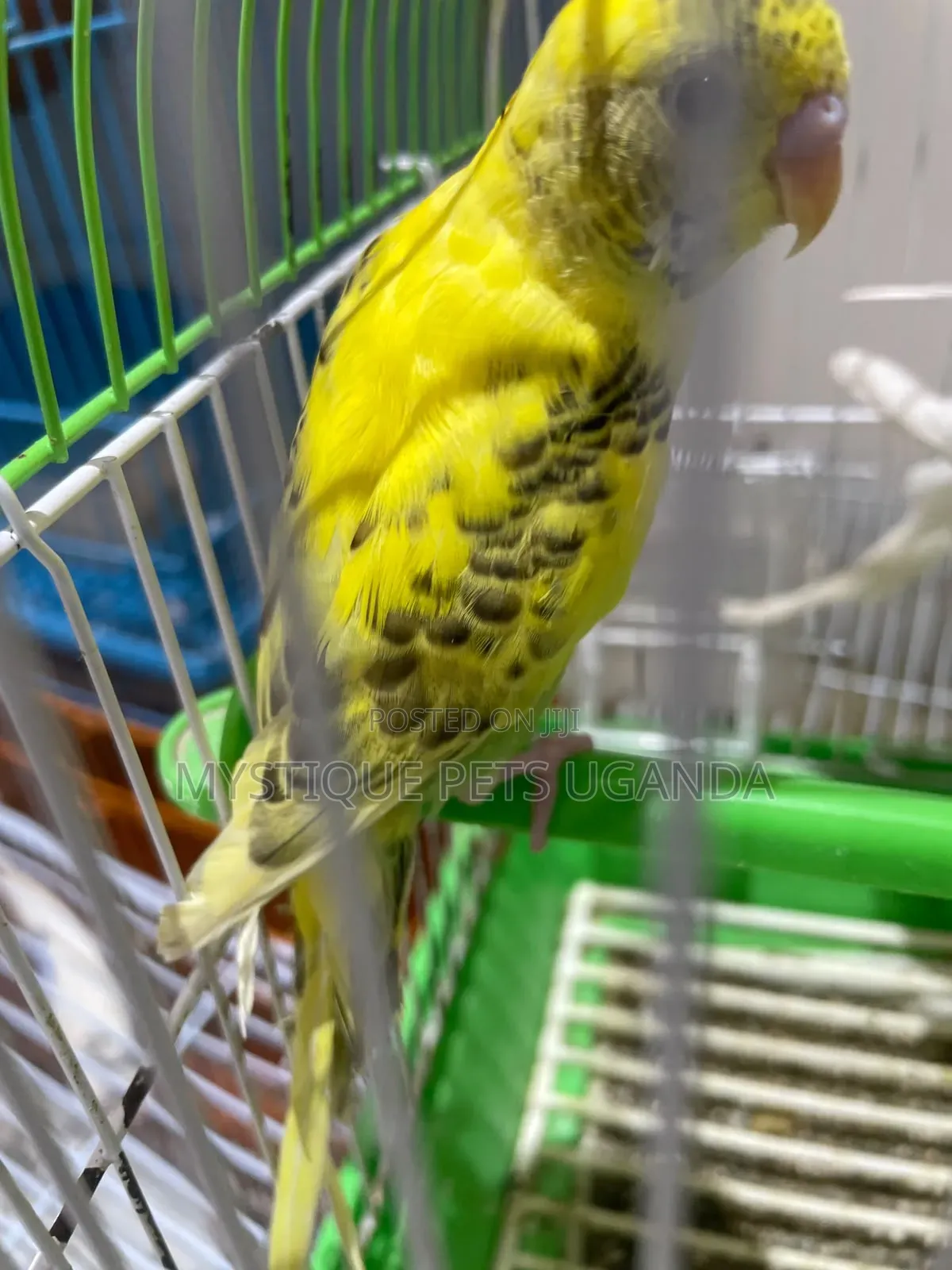 Budgies Parrots 