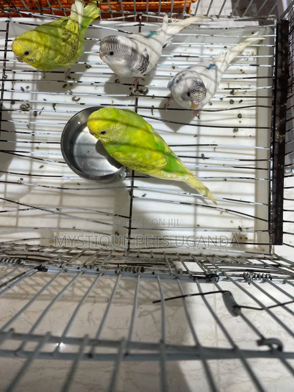 Budgies Parrots 