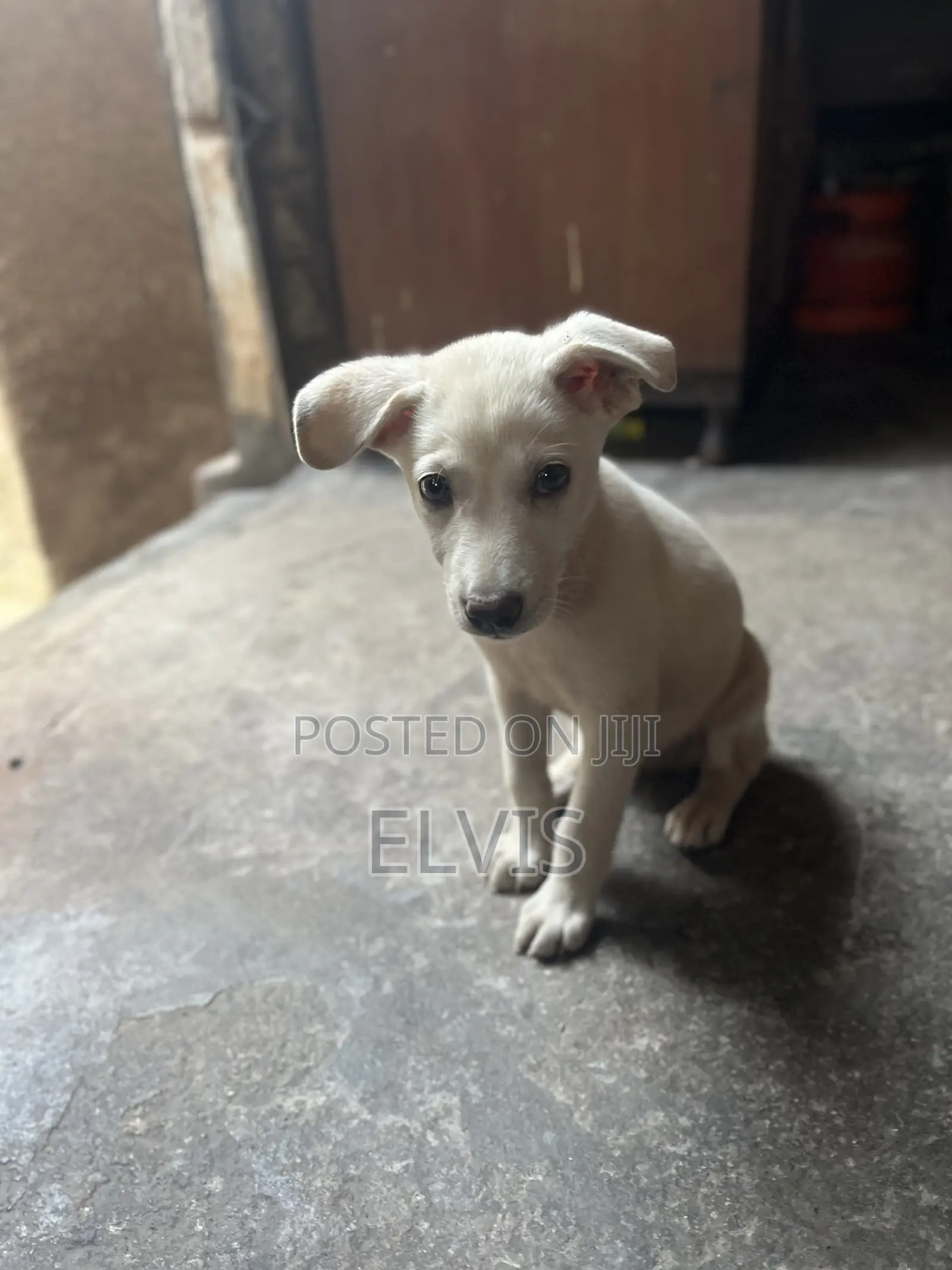 0-1 month Male Mixed Breed Labrador Retriever