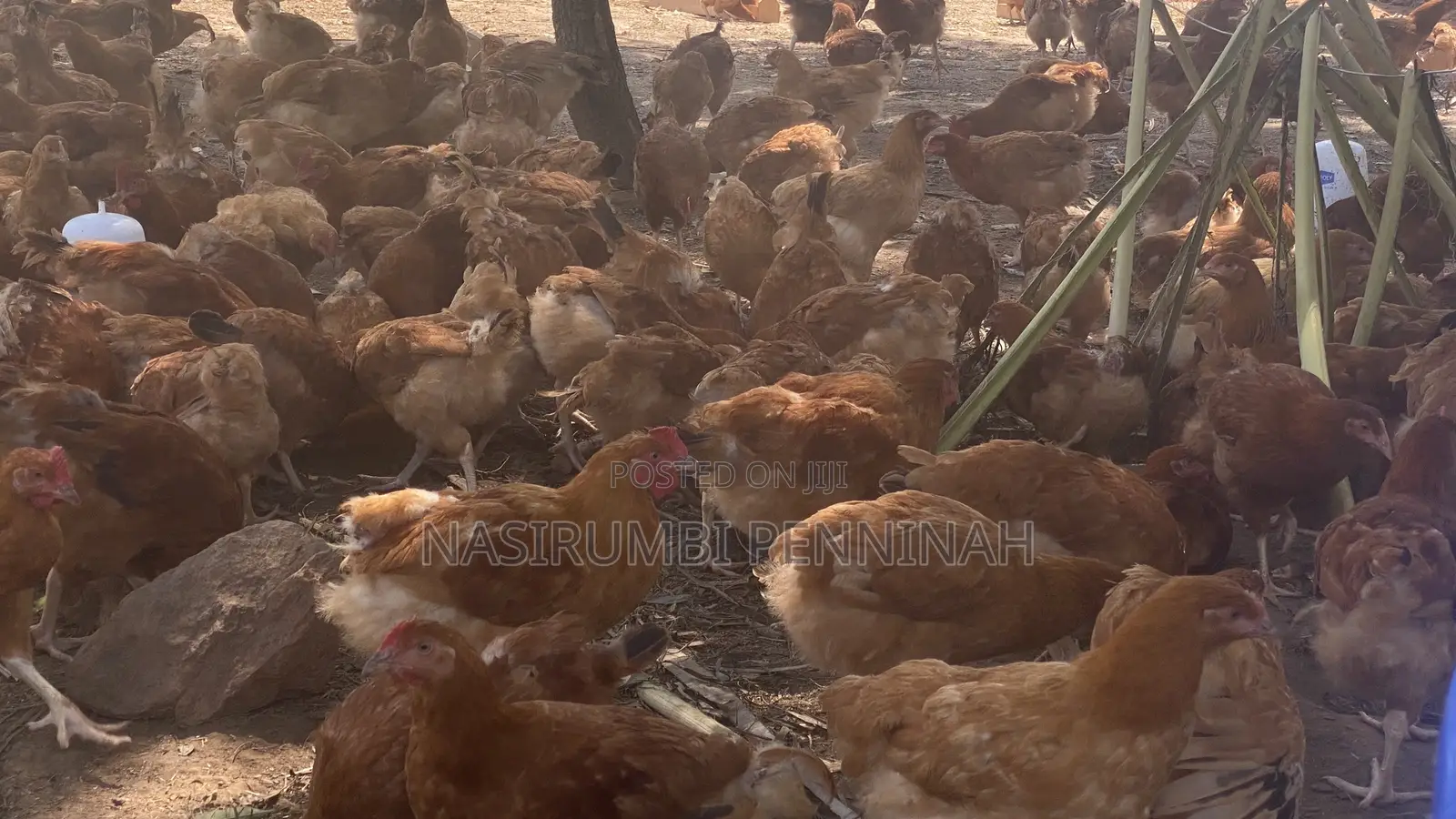 Saso Chickens