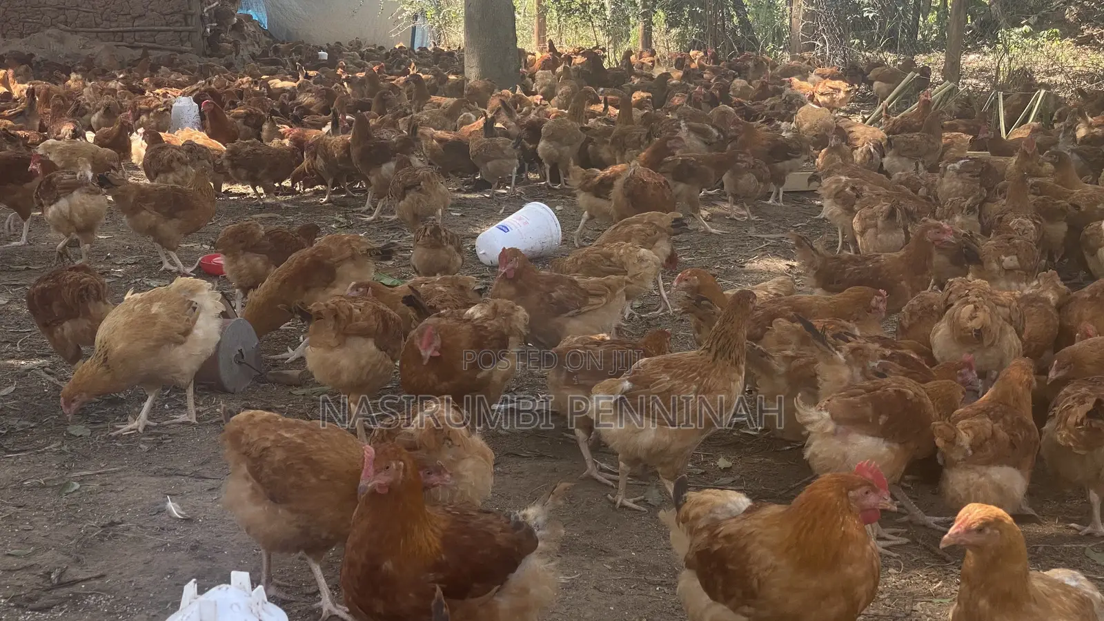 Saso Chickens