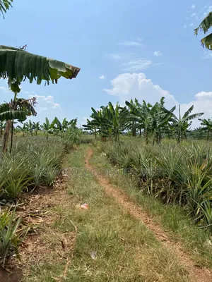 478 Acre for Sale in Kamira -Kikyusa (Luweero )