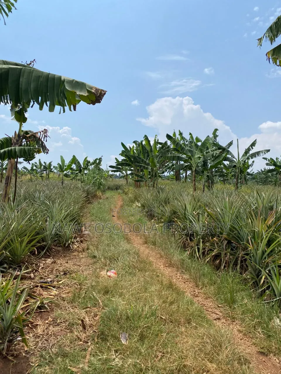 478 Acre for Sale in Kamira -Kikyusa (Luweero )