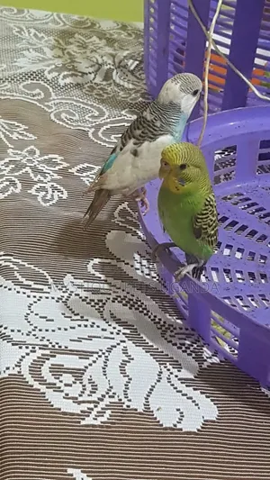 Parrrots for Sale