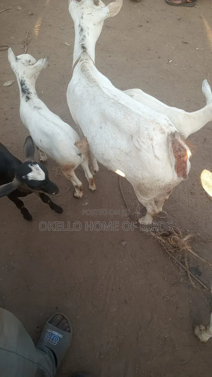 Mother With Triplets for Sell