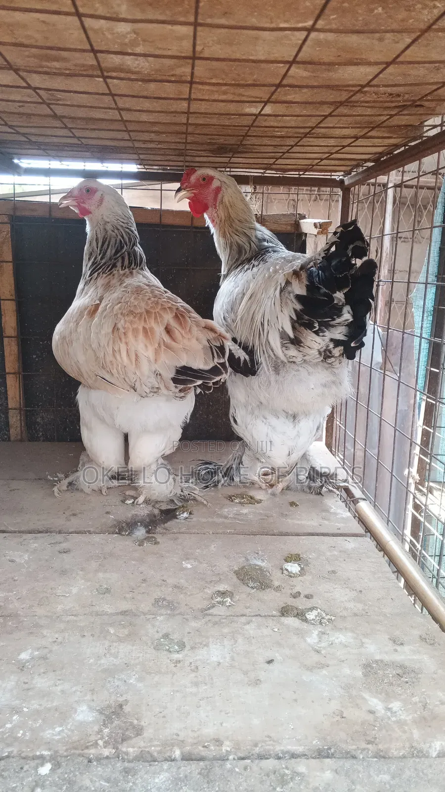 9 and 10 Months Brahama for Sale