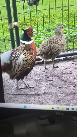Apair of Pheasant for Sell