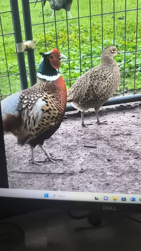 Apair of Pheasant for Sell