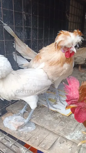 Apair of Polish Chicken for Sell