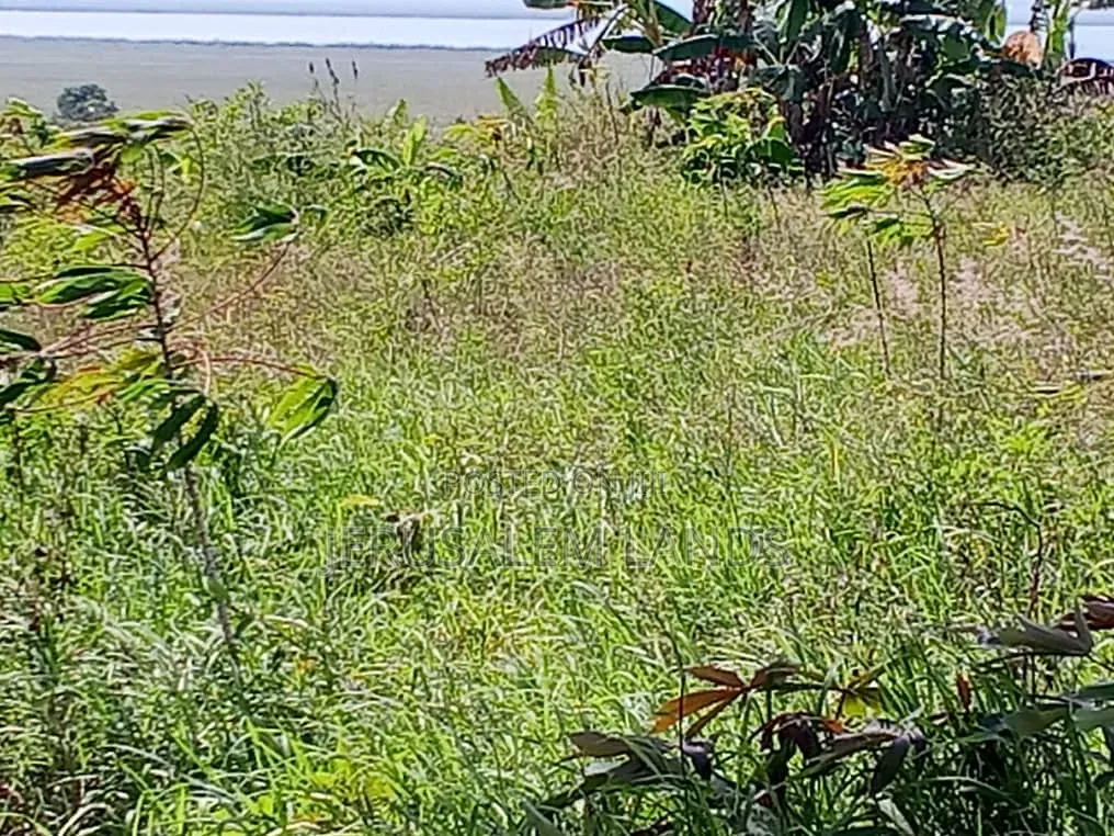 Half Acre Lake View Entebbe Buwaya at 100m Private Milo Title Negotiab