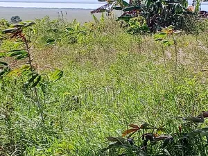 Half Acre Lake View Entebbe Buwaya at 100m Private Milo Title Negotiab