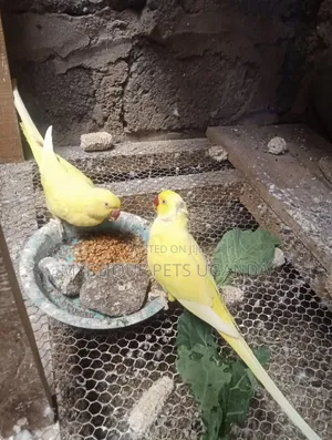 Ringneck Parrots