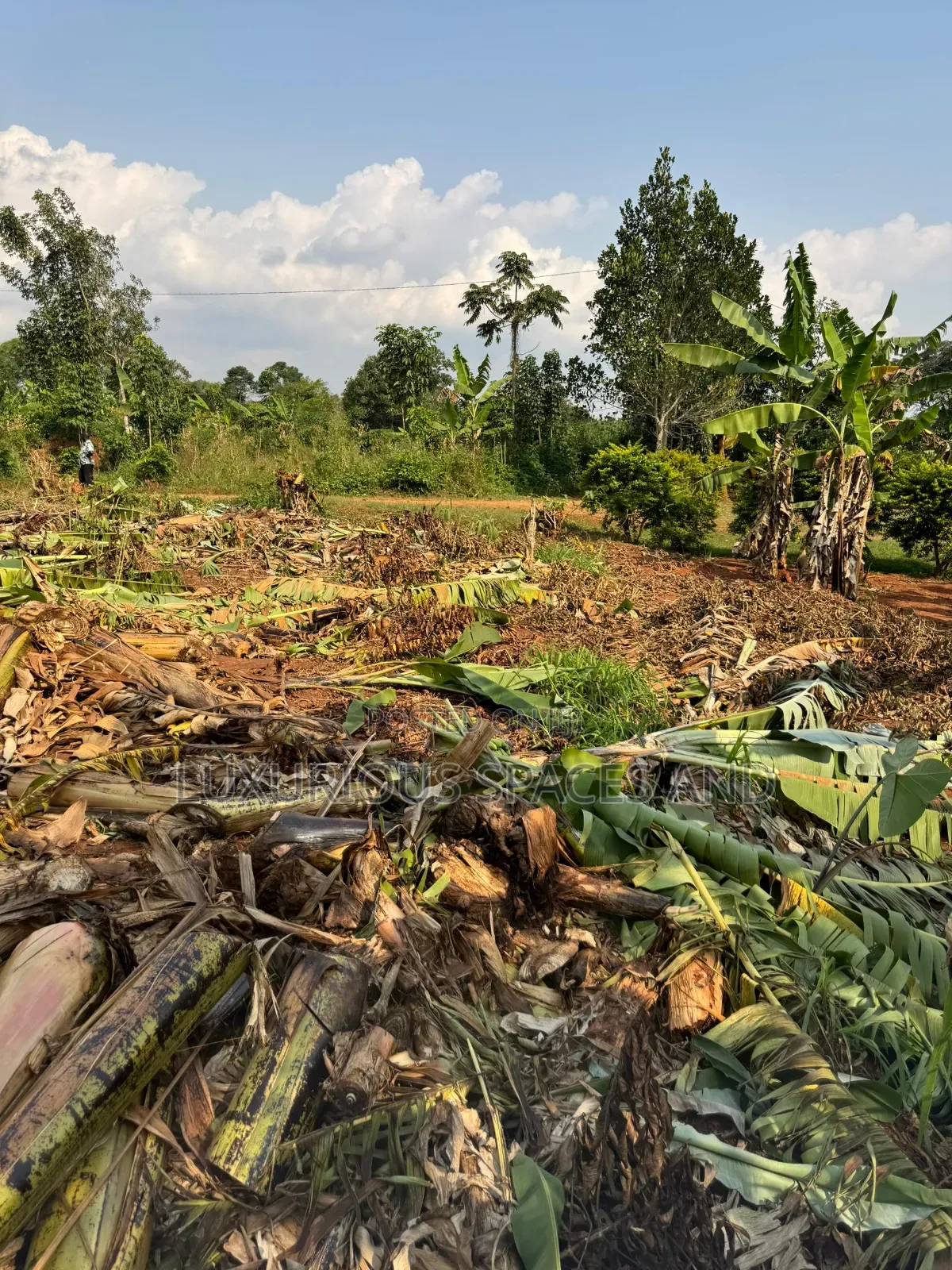 Nakifuma Kakinzi