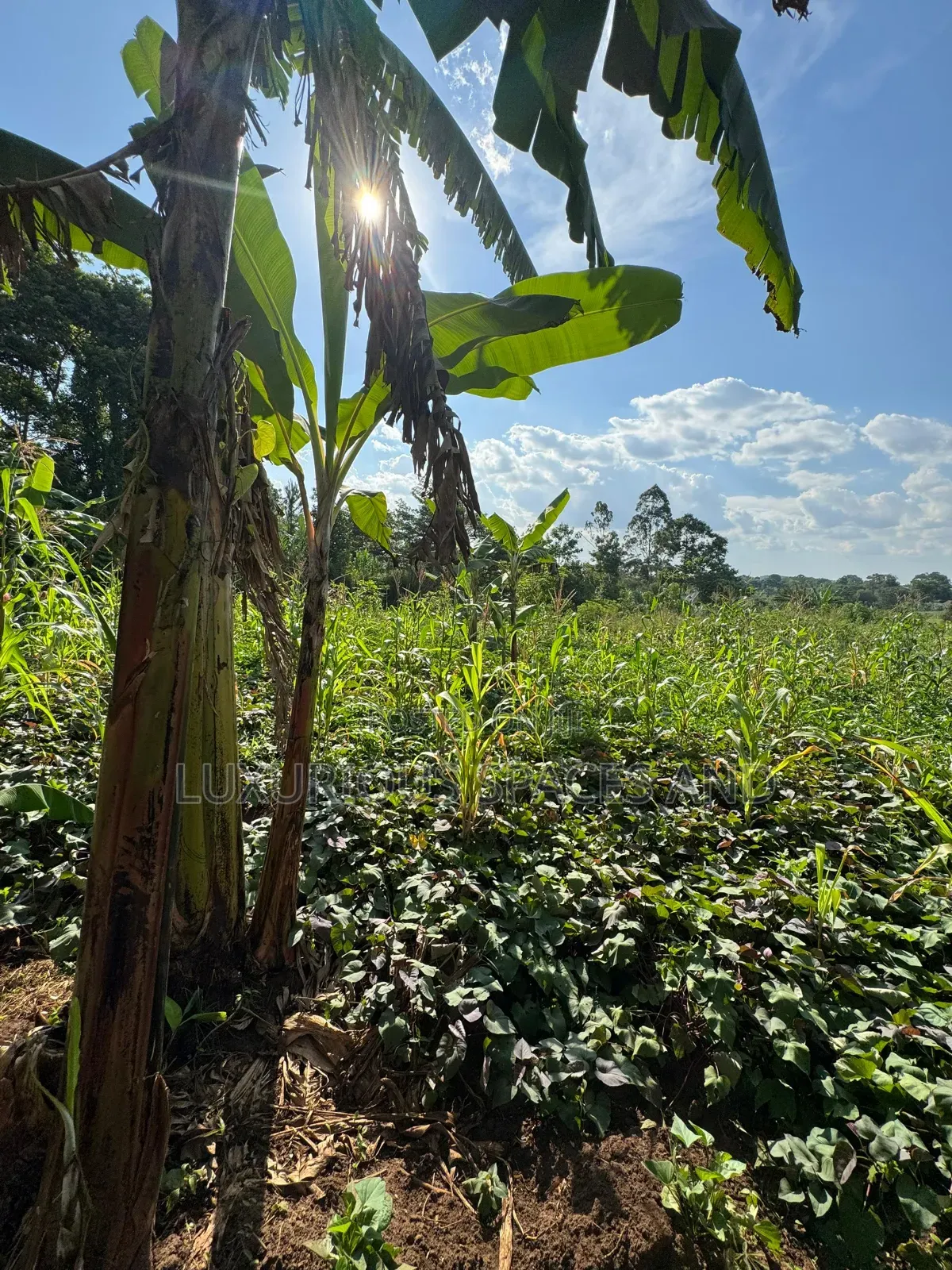 Kakinzi Nakifuma 100by50ft Ready Title 13m