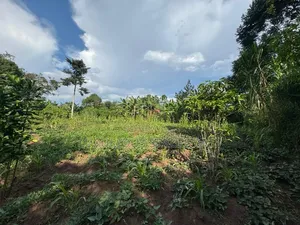 Kakinzi Nakifuma 100by50ft Ready Title 13m