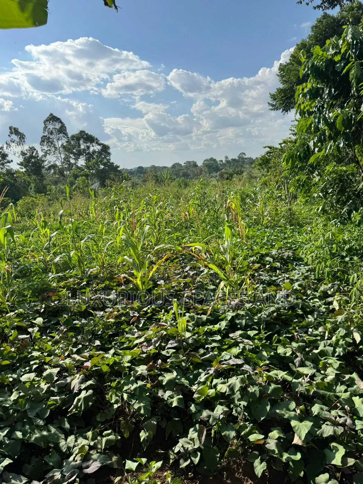 Kakinzi Nakifuma 100by50ft Ready Title 13m