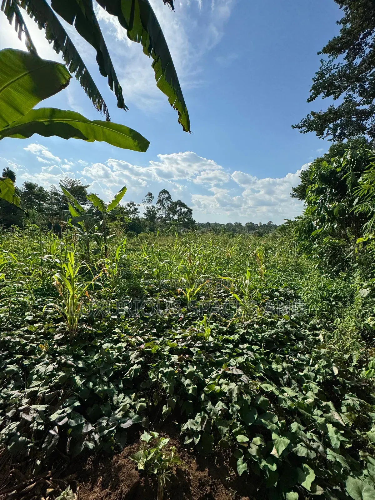 Kakinzi Nakifuma 100by50ft Ready Title 13m
