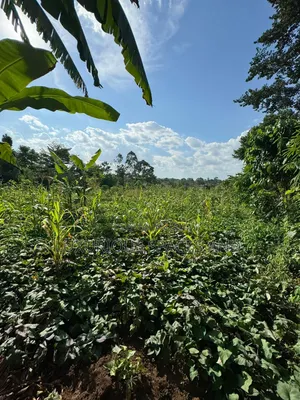 Kakinzi Nakifuma 100by50ft Ready Title 13m