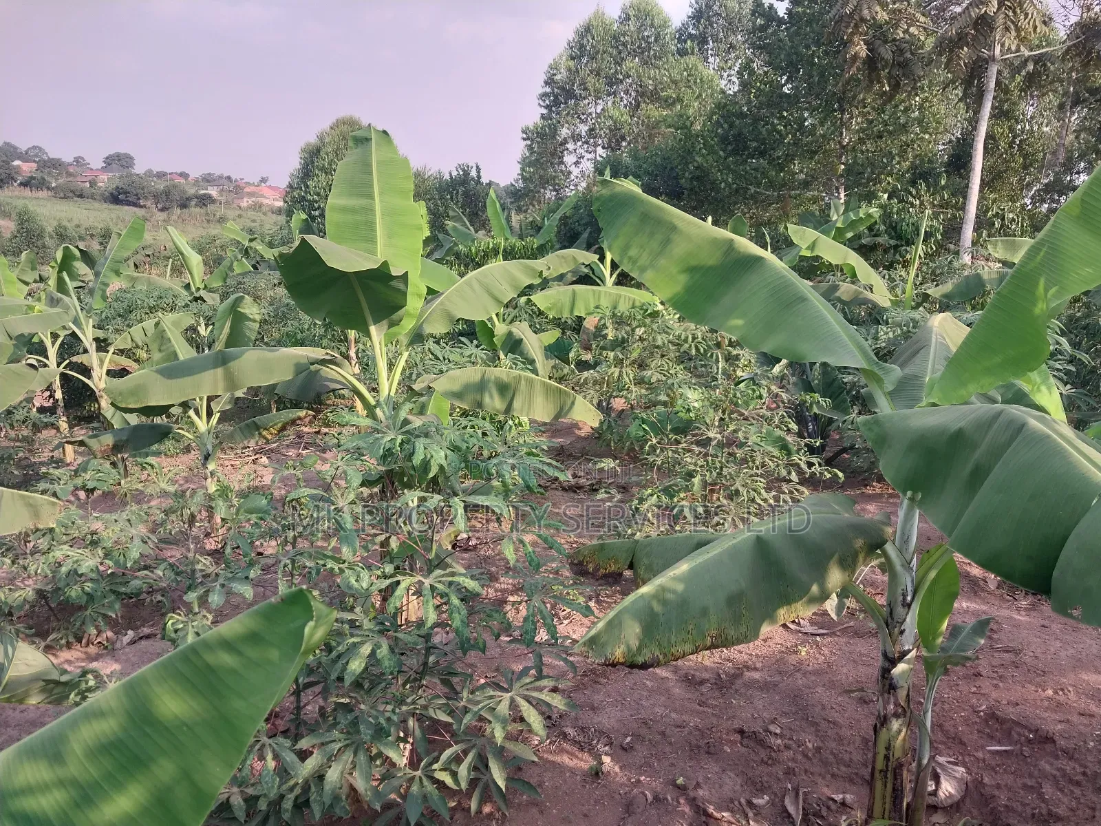 50*100 Titled Mailo Land Plot in Matugga Kavule Town