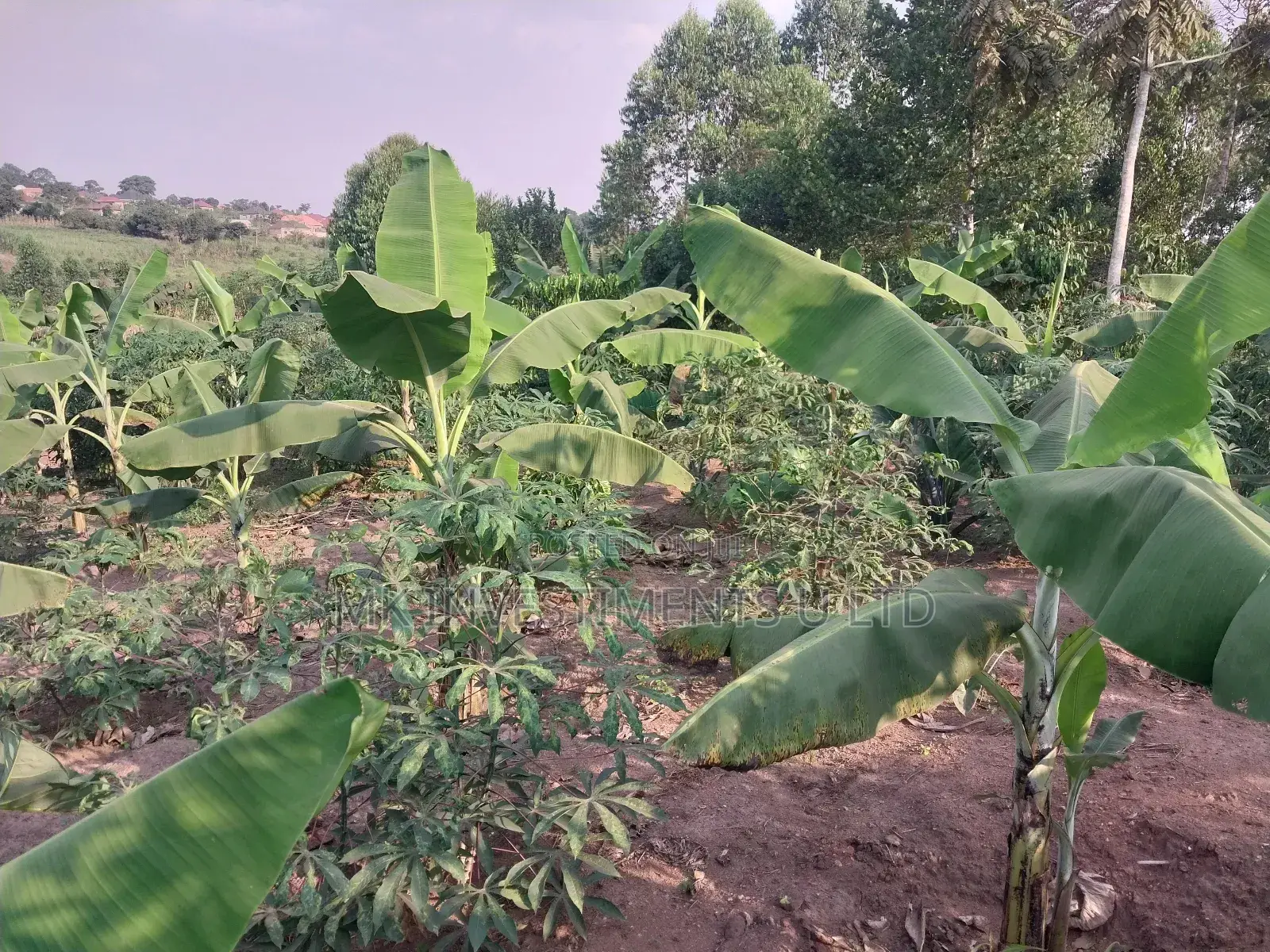 50*100 Titled Mailo Land Plot in Matugga Kavule Town