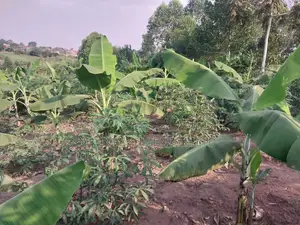 50*100 Titled Mailo Land Plot in Matugga Kavule Town