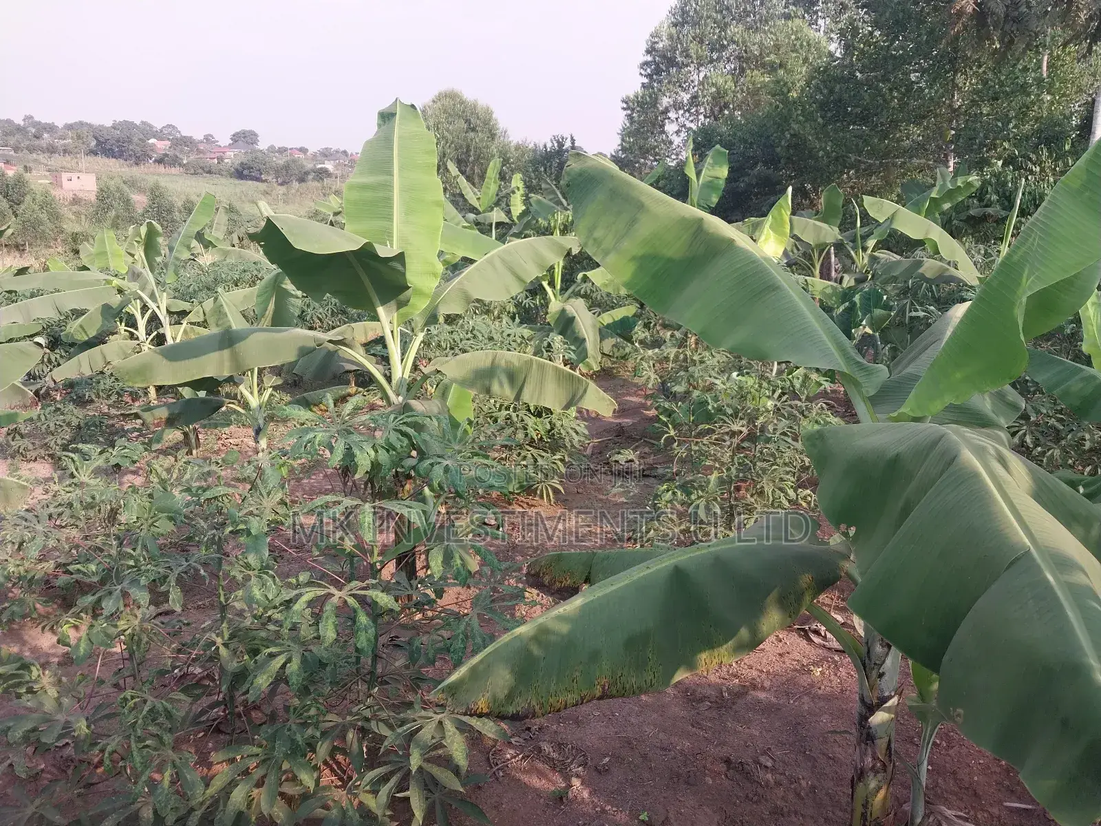 50*100 Titled Mailo Land Plot in Matugga Kavule Town