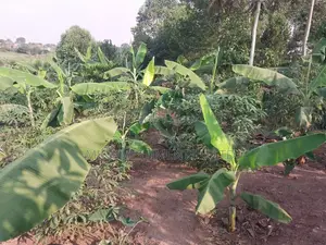 50*100 Titled Mailo Land Plot in Matugga Kavule Town