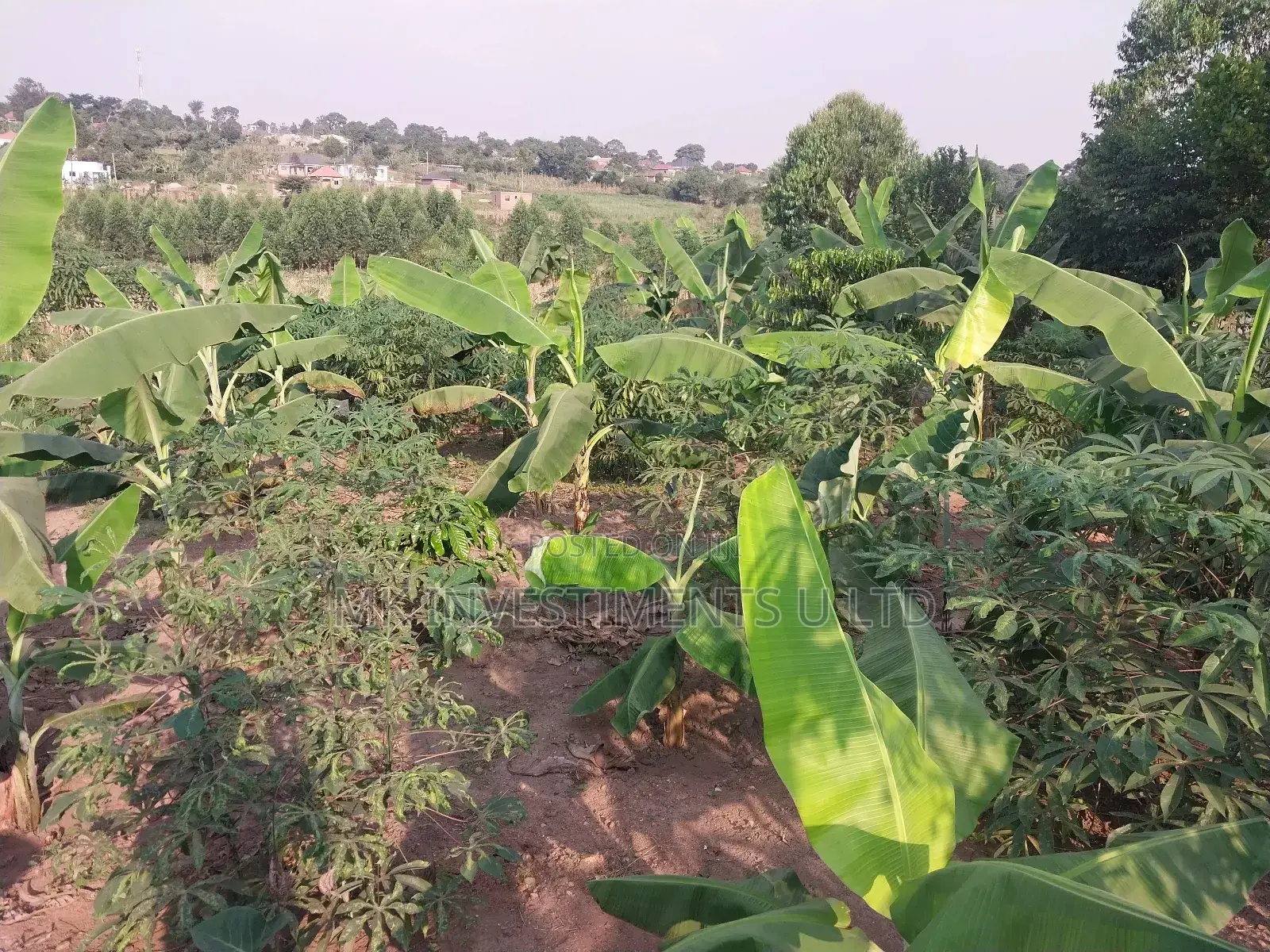 50*100 Titled Mailo Land Plot in Matugga Kavule Town