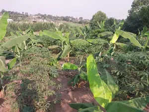 50*100 Titled Mailo Land Plot in Matugga Kavule Town