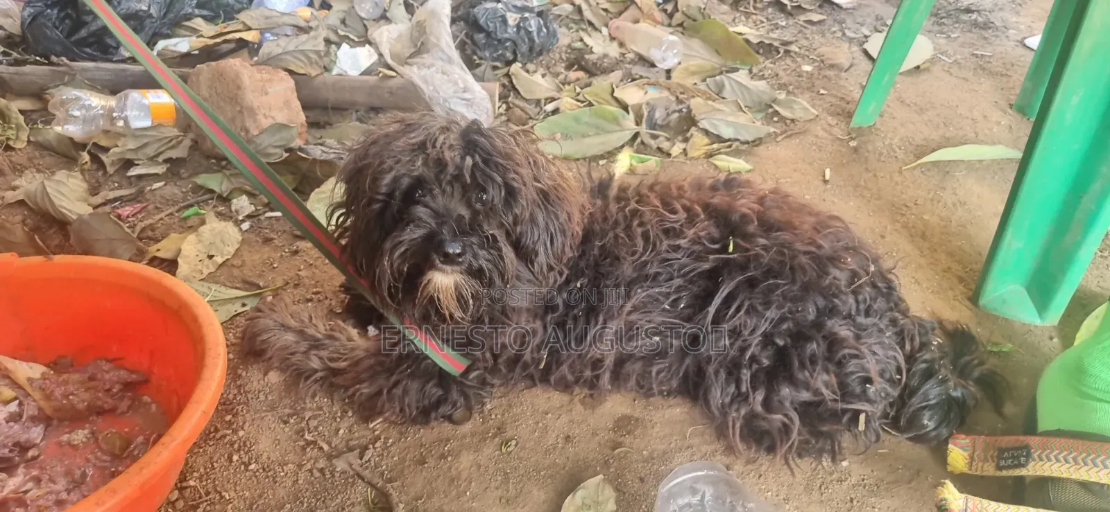 6-12 months Male Purebred Maltese Shih Tzu