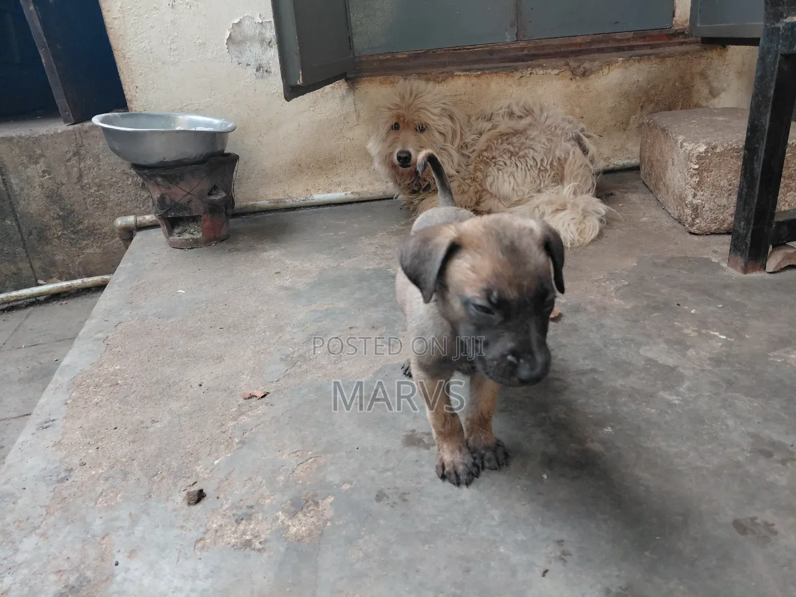 1-3 months Male Mixed Breed Belgian Malinois