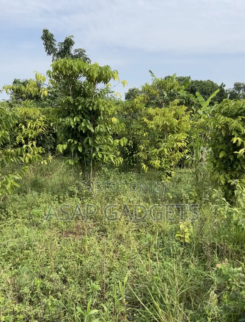 Land for Sale in Busiika Vumba