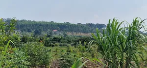 Mukono Industrial 9 Acres of Land for Sale at 200m Each