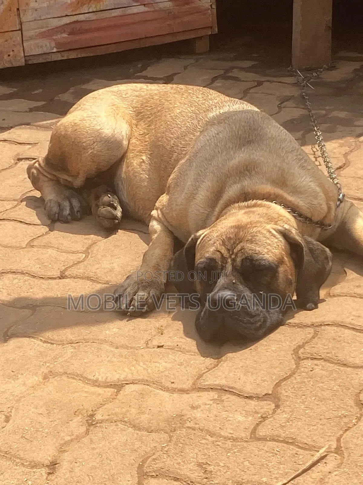 6-12 months Female Purebred Boerboel