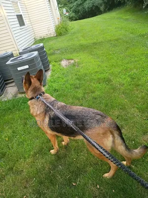 6-12 months Male Purebred German Shepherd