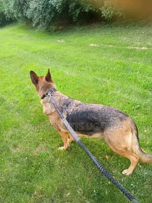 3-6 months Male Purebred German Shepherd