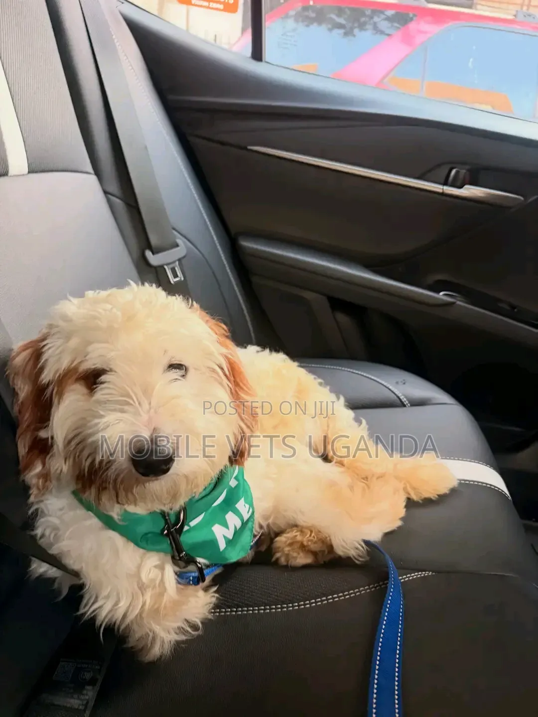 3-6 months Male Purebred Maltese