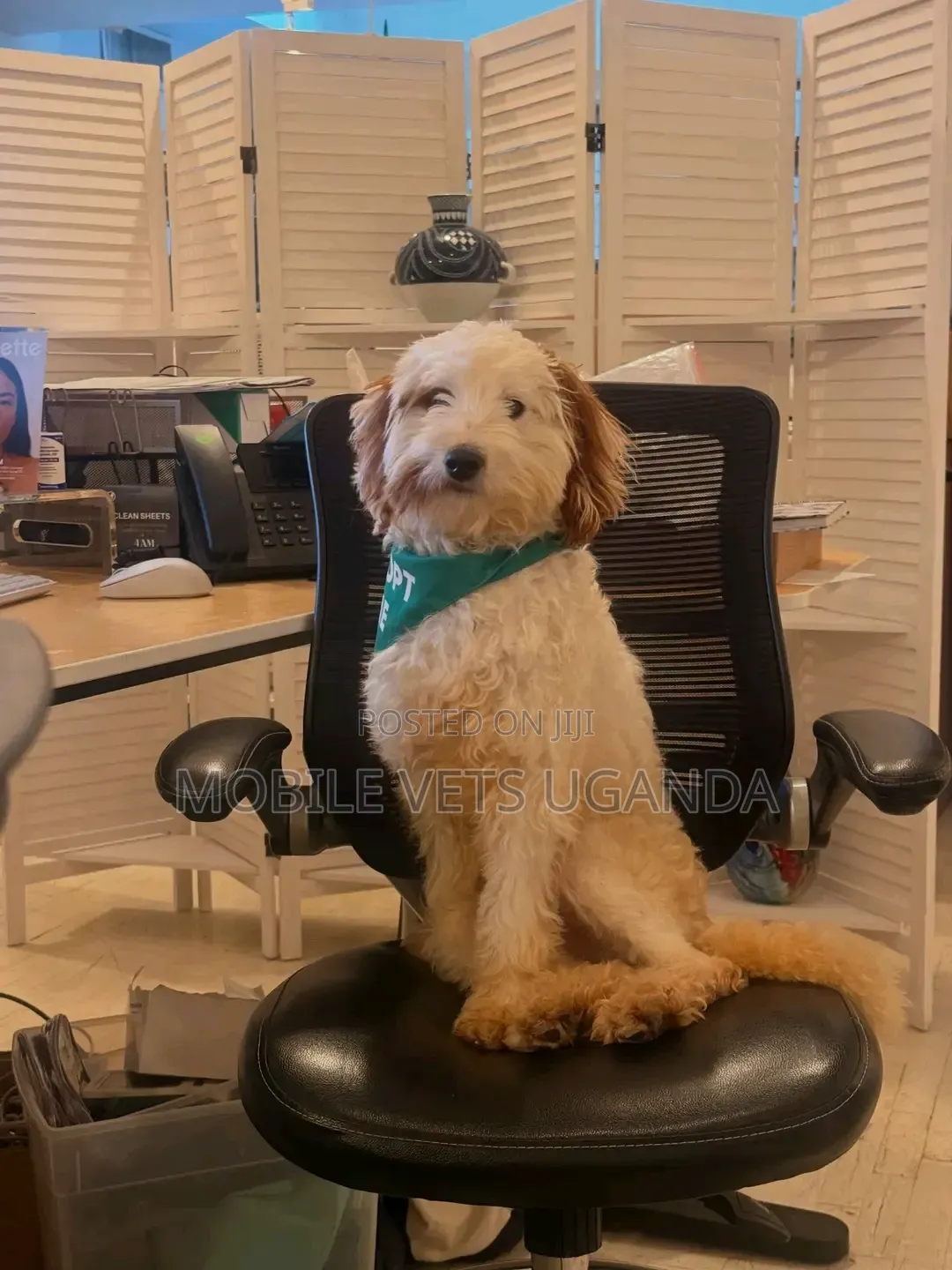 1-3 months Female Purebred Maltese