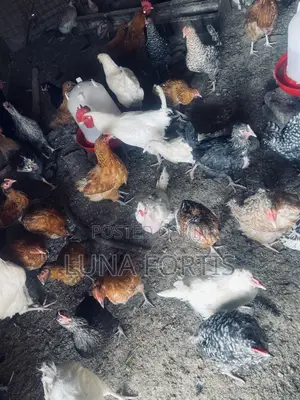Chicken for Bulk Buying Especially for People With Parties.