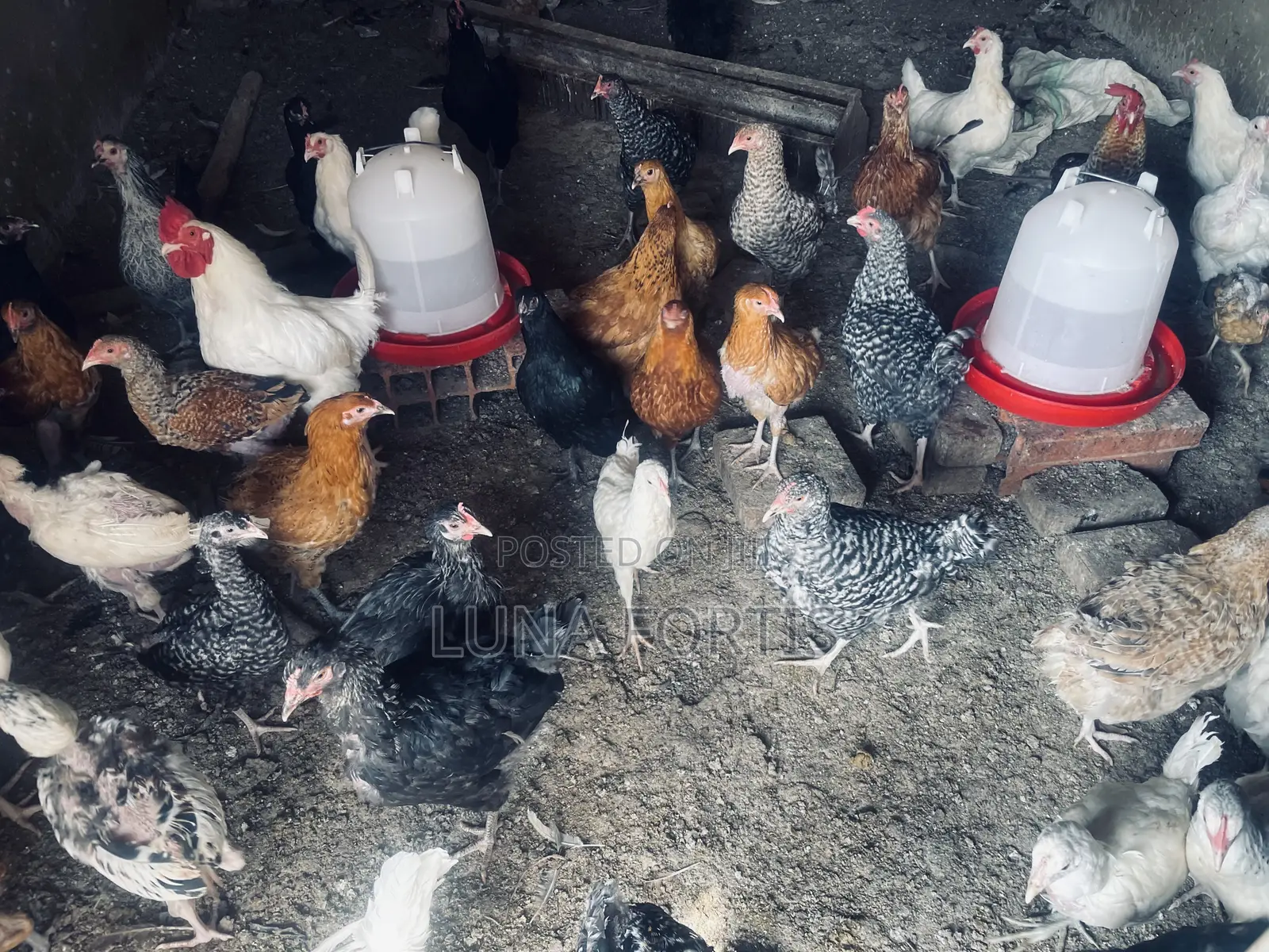 Chicken for Bulk Buying Especially for People With Parties.