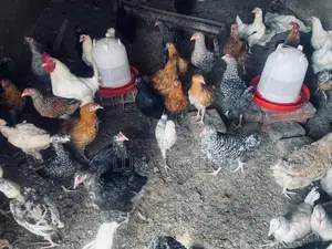 Chicken for Bulk Buying Especially for People With Parties.