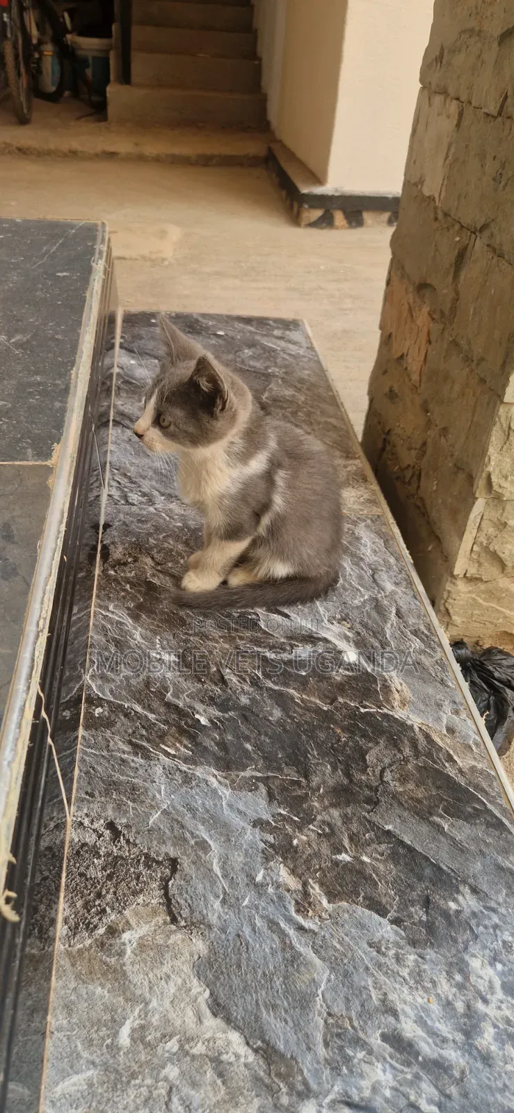 0-1 month Female Purebred Bombay
