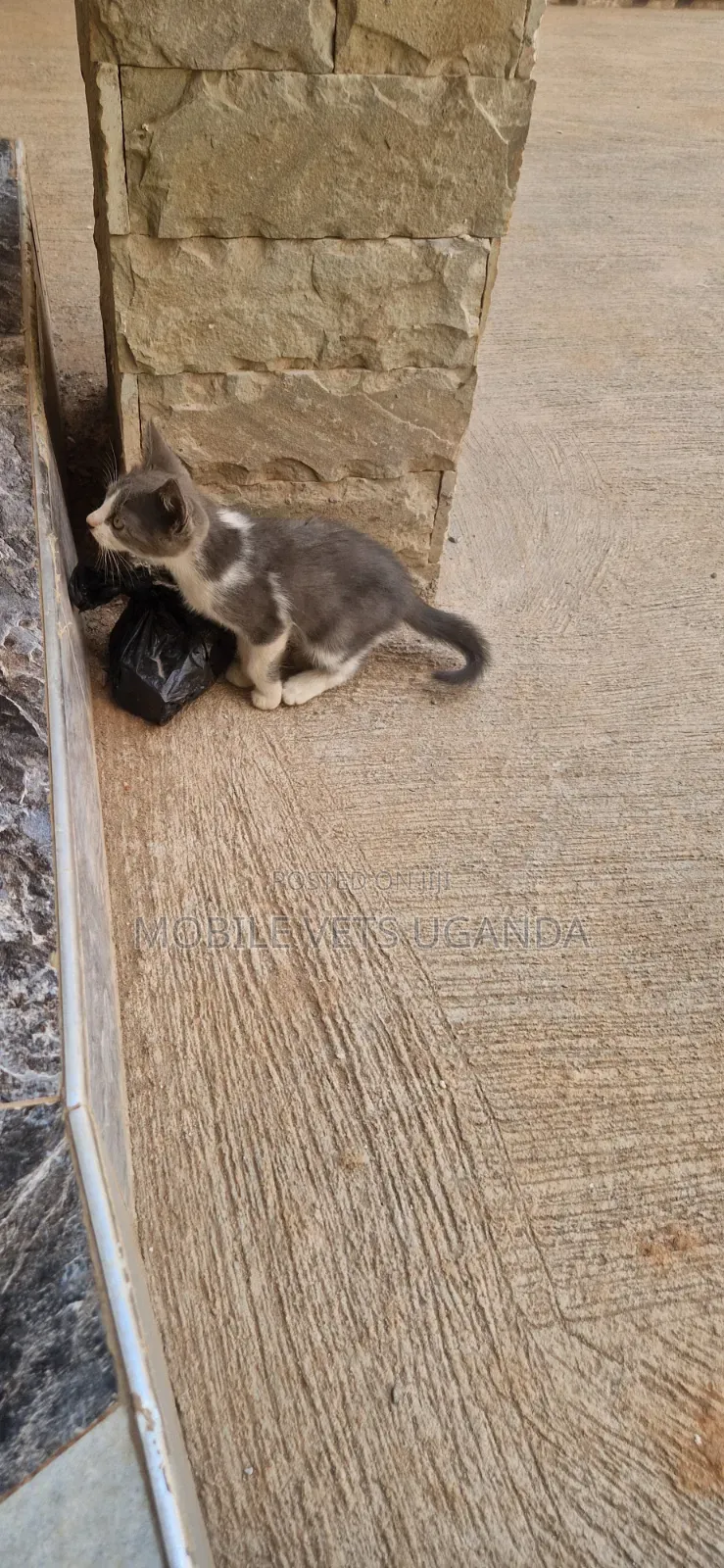 1-3 months Male Purebred American Bobtail