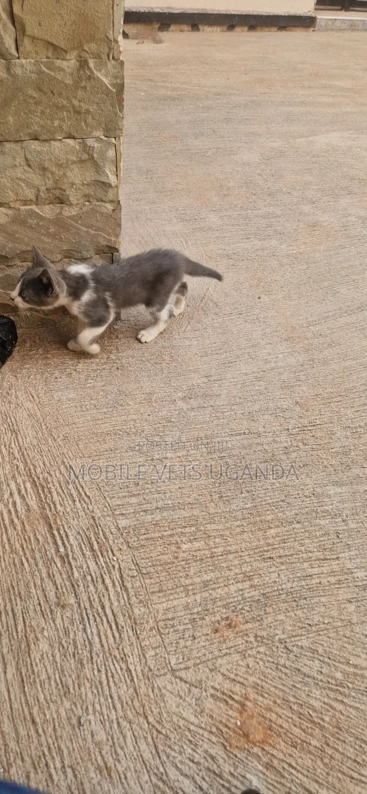 1-3 months Female Purebred American Bobtail