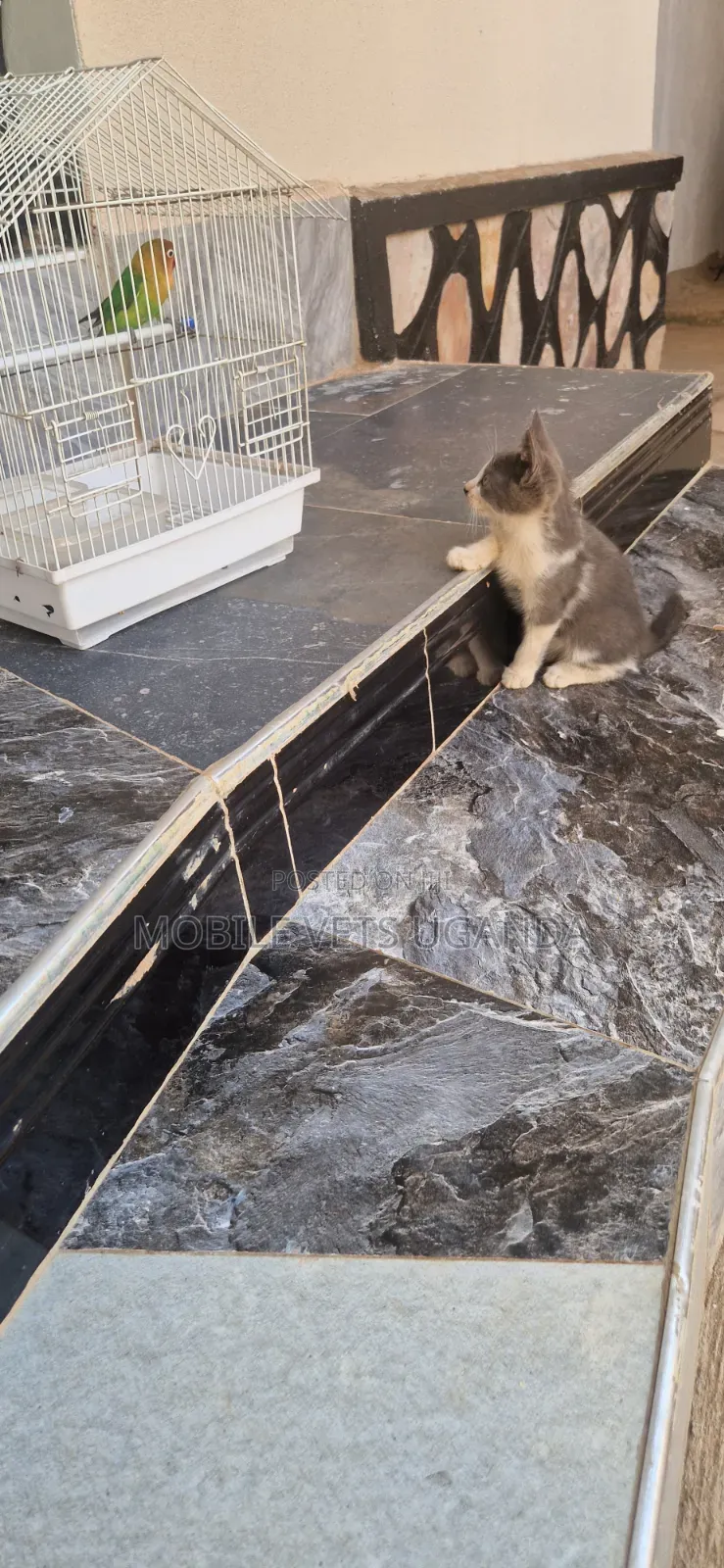 1-3 months Female Purebred American Bobtail