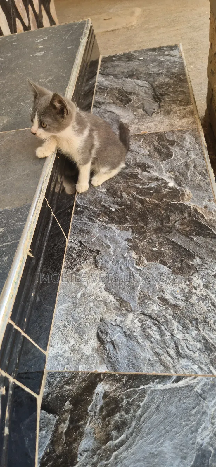 1-3 months Male Purebred Abyssinian